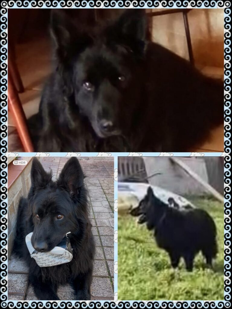 Blacky cerca casa